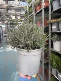 Lavanda 18 V. 18 cm - Riviera Quality Società Agricola Cooperativa