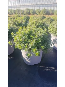 Maggiorana 18 V. 18 cm - Riviera Quality Società Agricola Cooperativa