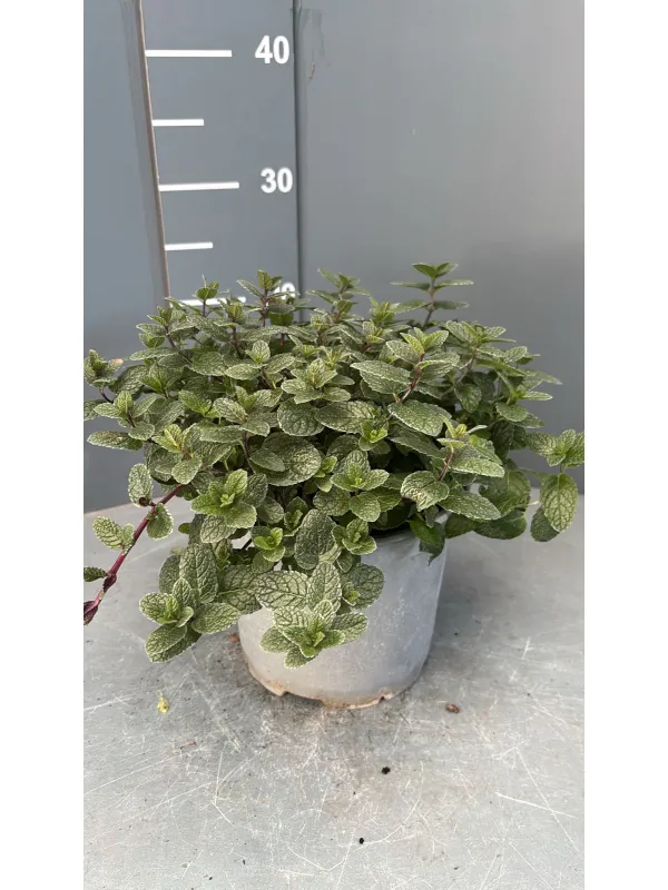 Menta 18 V. 18 cm - Riviera Quality Società Agricola Cooperativa