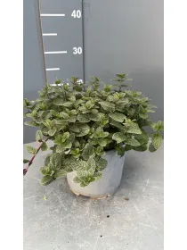 Menta 18 V. 18 cm - Riviera Quality Società Agricola Cooperativa