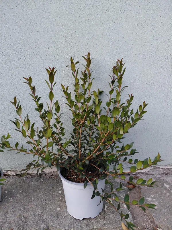 Mirto 18 V. 18 cm - Riviera Quality Società Agricola Cooperativa