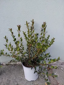 Mirto 18 V. 18 cm - Riviera Quality Società Agricola Cooperativa