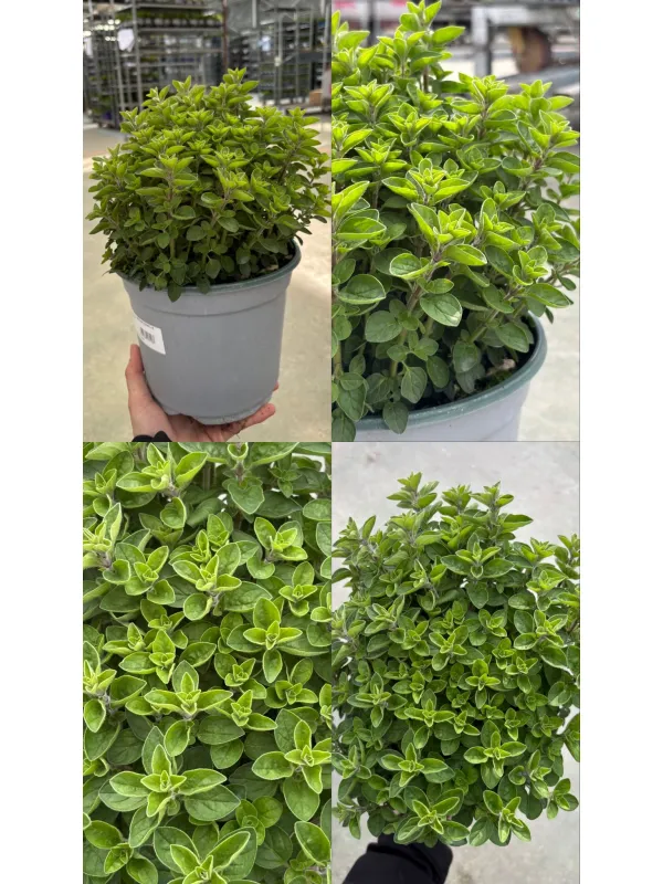 Origano 18 V. 18 cm - Riviera Quality Società Agricola Cooperativa