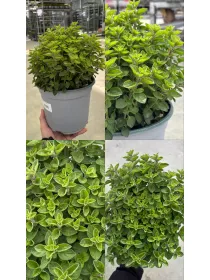 Origano 18 V. 18 cm - Riviera Quality Società Agricola Cooperativa