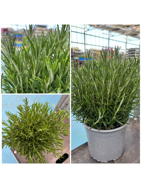 Rosmarino 18 V. 18 cm - Riviera Quality Società Agricola Cooperativa