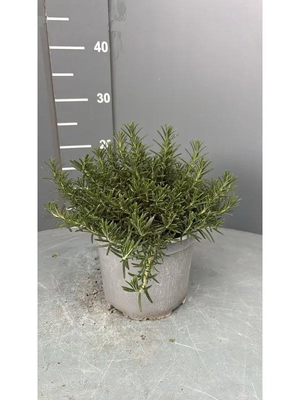 Rosmarino prostrato 18 V. 18 cm - Riviera Quality Società Agricola Cooperativa
