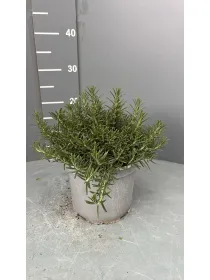 Rosmarino prostrato 18 V. 18 cm - Riviera Quality Società Agricola Cooperativa