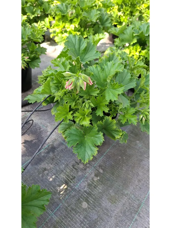 Salvia 18 V. 18 cm - Riviera Quality Società Agricola Cooperativa