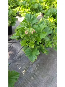 Salvia 18 V. 18 cm - Riviera Quality Società Agricola Cooperativa