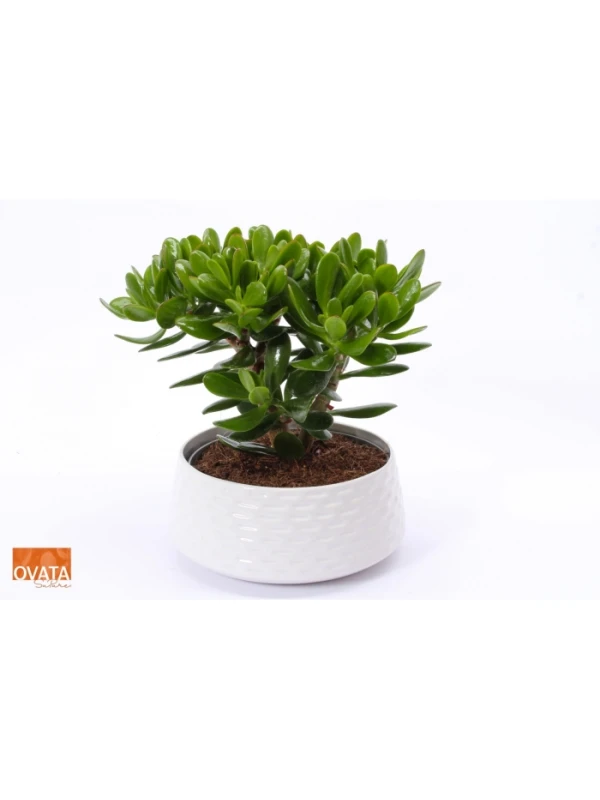 Crassula Magical Tree