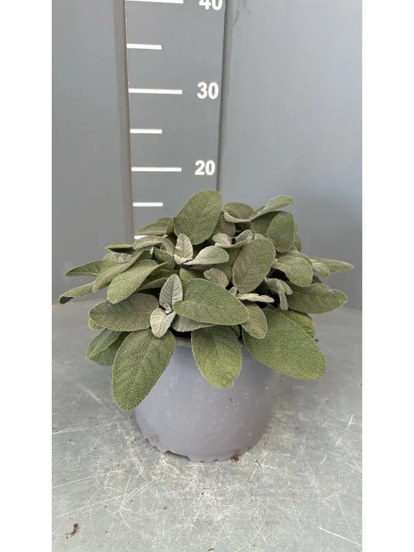 Salvia foglia larga 18 V. 18 cm - Riviera Quality Società Agricola Cooperativa