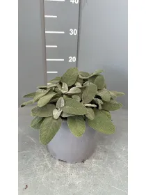 Salvia foglia larga 18 V. 18 cm - Riviera Quality Società Agricola Cooperativa