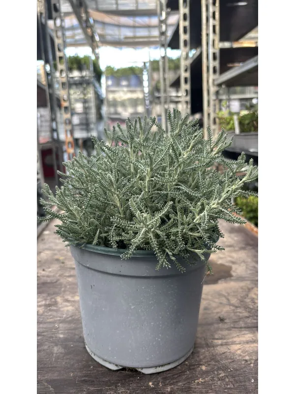 Santolina 18 V. 18 cm - Riviera Quality Società Agricola Cooperativa