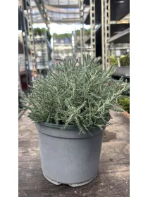 Santolina 18 V. 18 cm - Riviera Quality Società Agricola Cooperativa