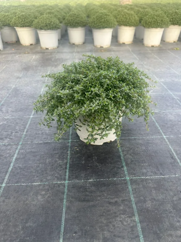 Santoreggia 18 V. 18 cm - Riviera Quality Società Agricola Cooperativa