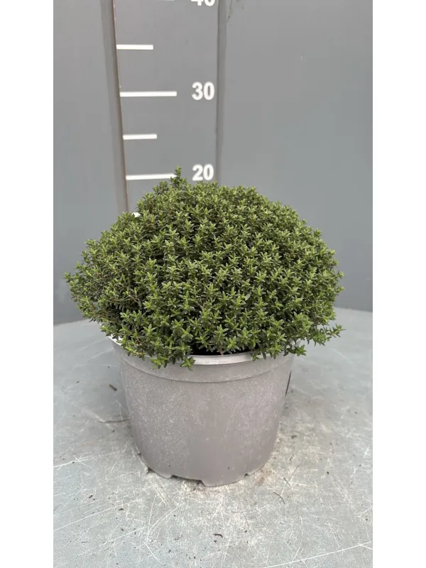 Timo 18 V. 18 cm - Riviera Quality Società Agricola Cooperativa