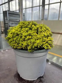 Timo aureo lemon 18 V. 18 cm - Riviera Quality Società Agricola Cooperativa