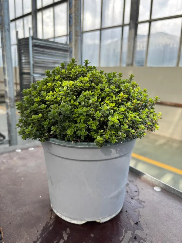 Timo citriodoro verde 18 V. 18 cm - Riviera Quality Società Agricola Cooperativa