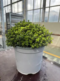 Timo citriodoro verde 18 V. 18 cm - Riviera Quality Società Agricola Cooperativa