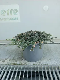 Timo doone valley 18 V. 18 cm - Riviera Quality Società Agricola Cooperativa