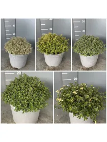 Timo mix 18 V. 18 cm - Riviera Quality Società Agricola Cooperativa