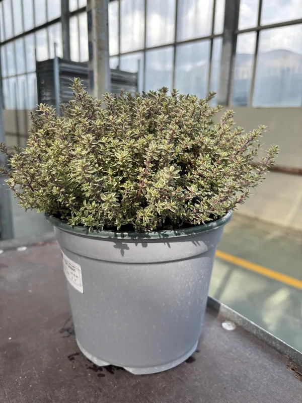 Timo silver queen 18 V. 18 cm - Riviera Quality Società Agricola Cooperativa