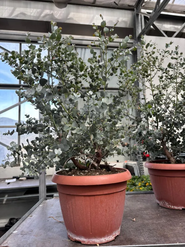 Eucalyptus gunnii 25 V. 25 cm - Riviera Quality Società Agricola Cooperativa