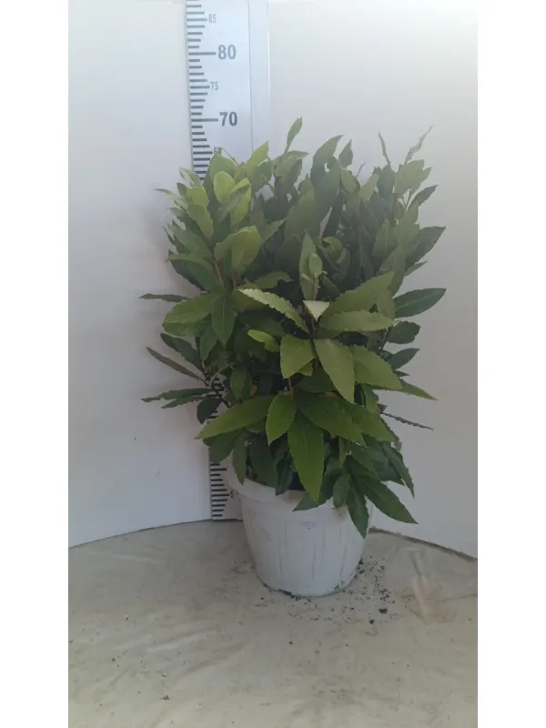 Laurus nobilis 25 V. 25 cm - Riviera Quality Società Agricola Cooperativa
