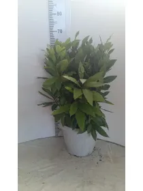 Laurus nobilis 25 V. 25 cm - Riviera Quality Società Agricola Cooperativa