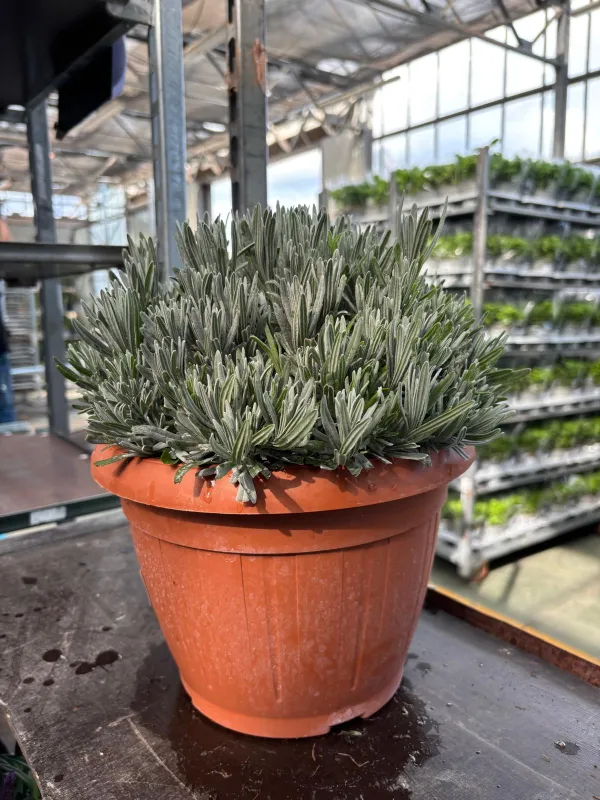 Lavanda 25 V. 25 cm - Riviera Quality Società Agricola Cooperativa