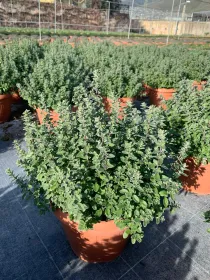 Maggiorana 25 V. 25 cm - Riviera Quality Società Agricola Cooperativa