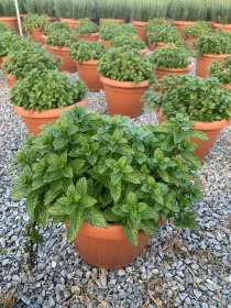 Menta 25 V. 25 cm - Riviera Quality Società Agricola Cooperativa
