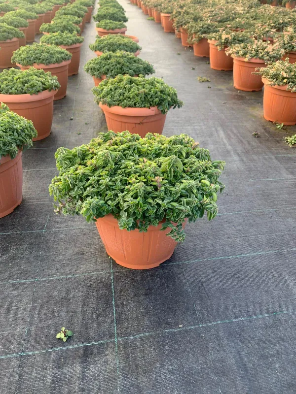 Origano 25 V. 25 cm - Riviera Quality Società Agricola Cooperativa