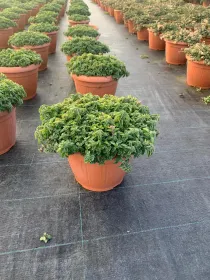 Origano 25 V. 25 cm - Riviera Quality Società Agricola Cooperativa