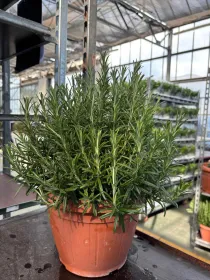 Rosmarino 25 V. 25 cm - Riviera Quality Società Agricola Cooperativa