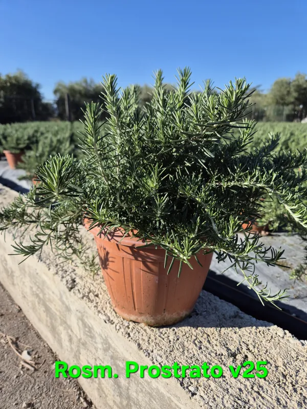 Rosmarino prostrato 25 V. 25 cm - Riviera Quality Società Agricola Cooperativa