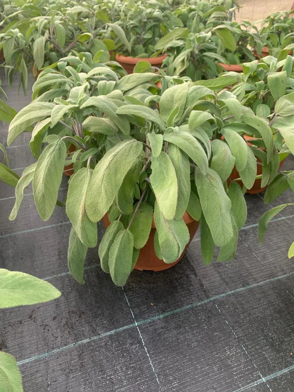 Salvia 25 V. 25 cm - Riviera Quality Società Agricola Cooperativa