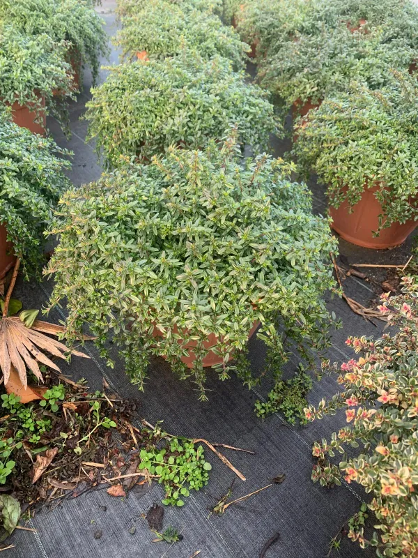 Santoreggia 25 V. 25 cm - Riviera Quality Società Agricola Cooperativa