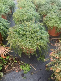 Santoreggia 25 V. 25 cm - Riviera Quality Società Agricola Cooperativa