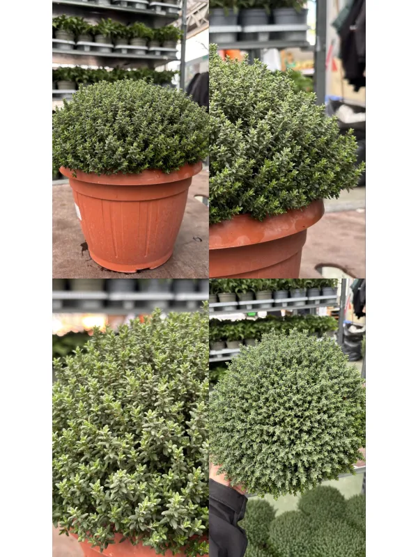 Timo 25 V. 25 cm - Riviera Quality Società Agricola Cooperativa