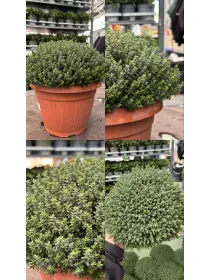 Timo 25 V. 25 cm - Riviera Quality Società Agricola Cooperativa