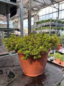 Timo aureo lemon 25 V. 25 cm - Riviera Quality Società Agricola Cooperativa