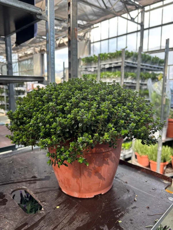 Timo citriodoro 25 V. 25 cm - Riviera Quality Società Agricola Cooperativa