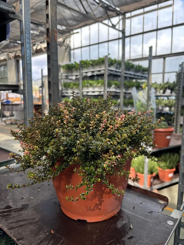 Timo foxlay 25 V. 25 cm - Riviera Quality Società Agricola Cooperativa