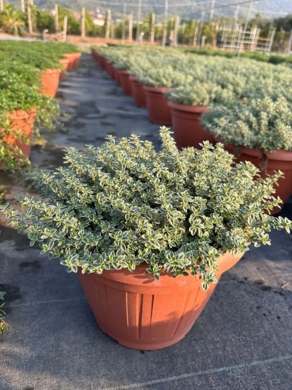 Timo lady d 25 V. 25 cm - Riviera Quality Società Agricola Cooperativa