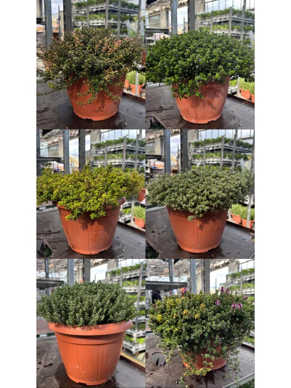 Timo mix 25 V. 25 cm - Riviera Quality Società Agricola Cooperativa