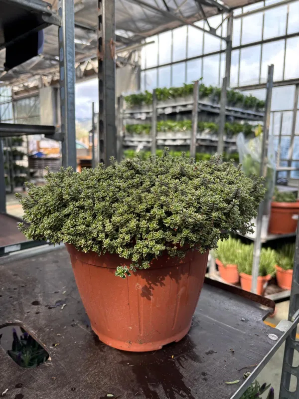 Timo silver queen 25 V. 25 cm - Riviera Quality Società Agricola Cooperativa