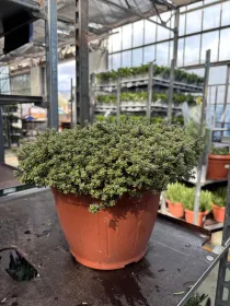 Timo silver queen 25 V. 25 cm - Riviera Quality Società Agricola Cooperativa