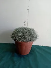 Helichrysum italicum 30 V. 35 cm - Riviera Quality Società Agricola Cooperativa