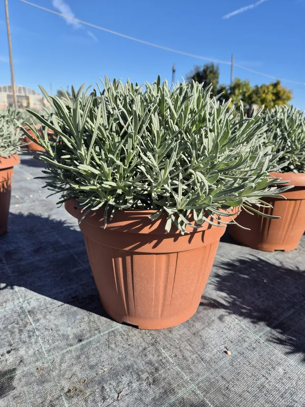 Lavanda 30 V. 30 cm - Riviera Quality Società Agricola Cooperativa
